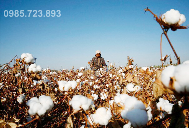 Tác Động Của Sự Tăng Giá Bông Cotton Đối Với Doanh Nghiệp